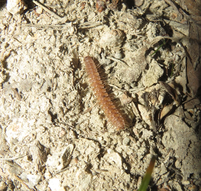Polydesmus