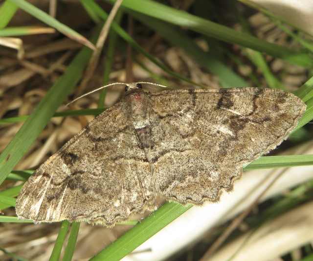 Alcis repandata - foltos faaraszoló