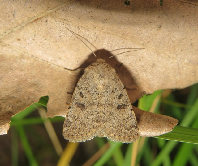 bogáncs-selymesbagoly - Hoplodrina respersa