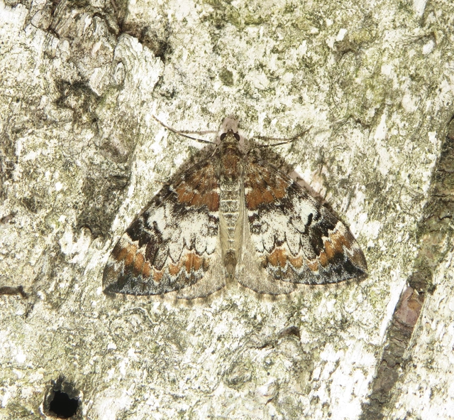 fehérpontos araszoló - Dysstroma truncata