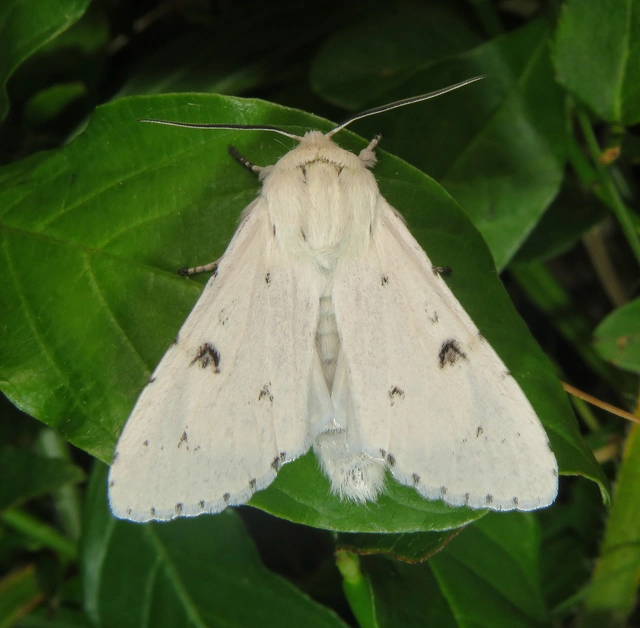 fehér szigonyosbagoly - Acronicta leporina