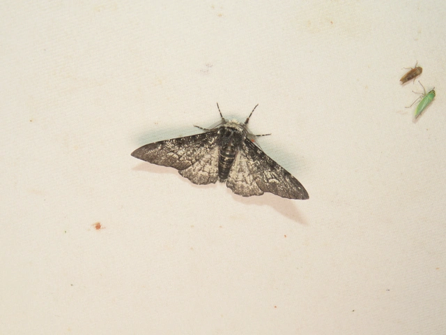 szürkepettyes araszoló - Biston betularia