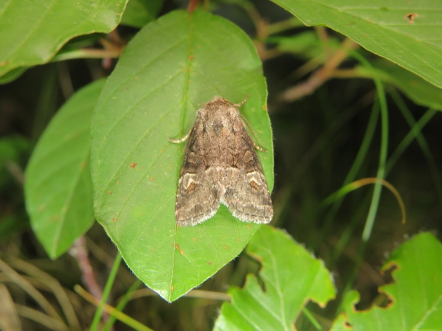 kis fűzbagoly - Brachylomia viminalis