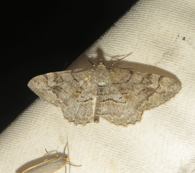 Alcis repandata - foltos faaraszoló