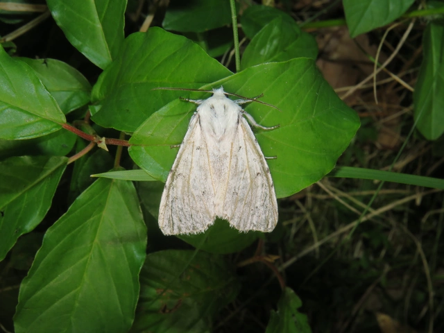 Acronicta leporina - fehér szigonyosbagoly