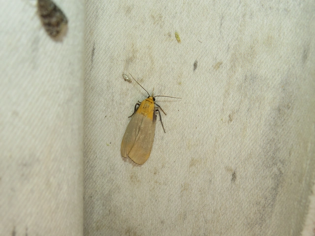 Lithosia quadra - négypettyes zuzmószövő