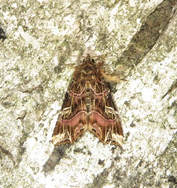saspáfrány-bíborbagoly - Callopistria juventina