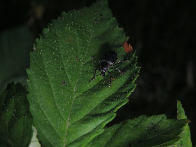 sokpontos gyalogormányos - Otiorhynchus multipunctatus