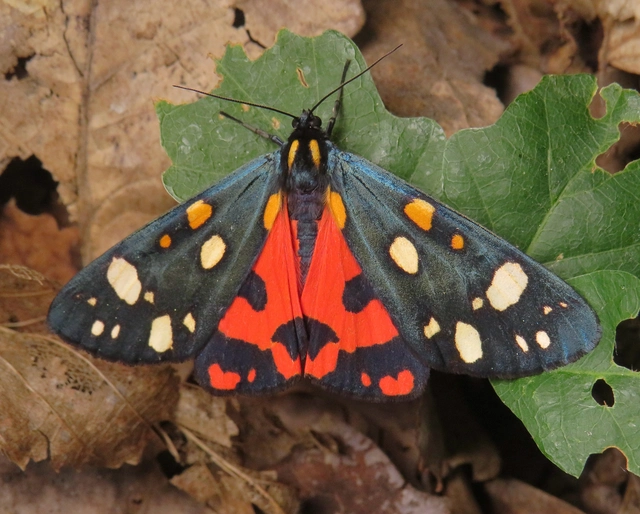 fémes medvelepke - Callimorpha dominula