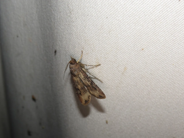 Agrotis ipsilon - nagy földibagoly