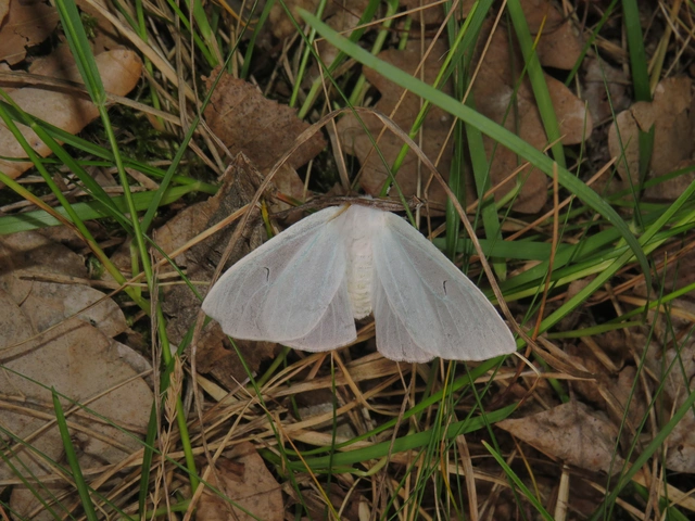 L-betűs gyapjaslepke - Arctornis l-nigrum