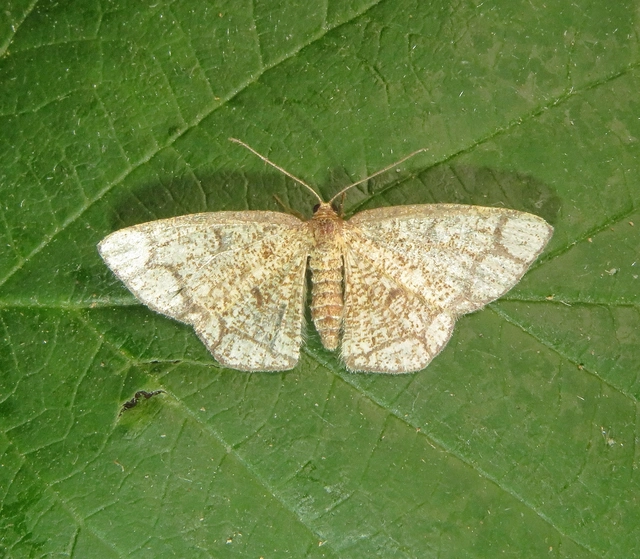 gyűrűs nyáraraszoló - Stegania cararia