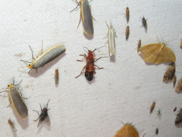 feketevégű lágybogár - Rhagonycha fulva