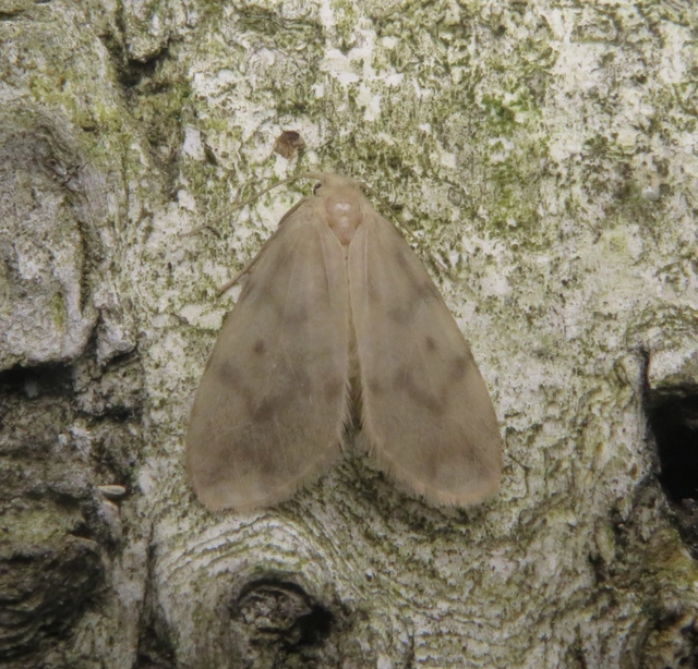 csupasz medvelepke - Nudaria mundana