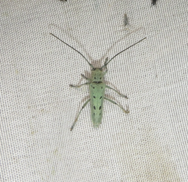 nyolcpontos cincér - Saperda octopunctata