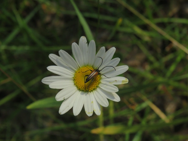 feketevégű karcsúcincér - Stenurella melanura