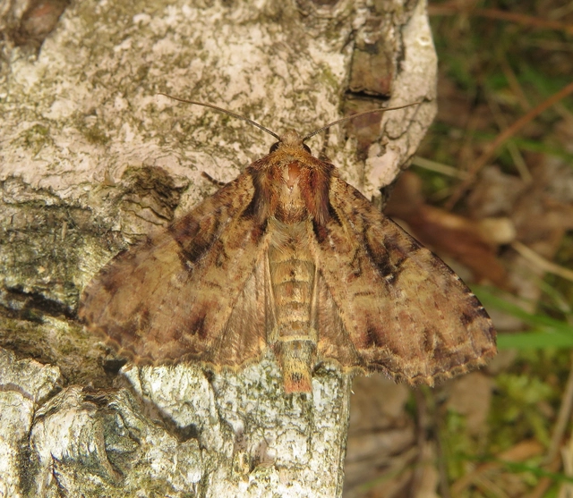 Apamea epomidion - vörösbarna dudvabagoly