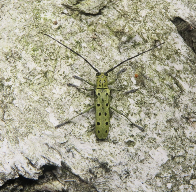 díszes nyárfacincér - Saperda perforata