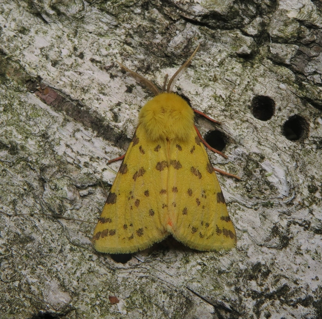 bíborszínű medvelepke - Rhyparia purpurata