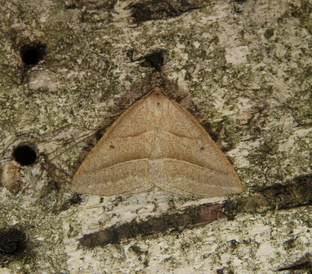 Petrophora chlorosata - páfrányaraszoló