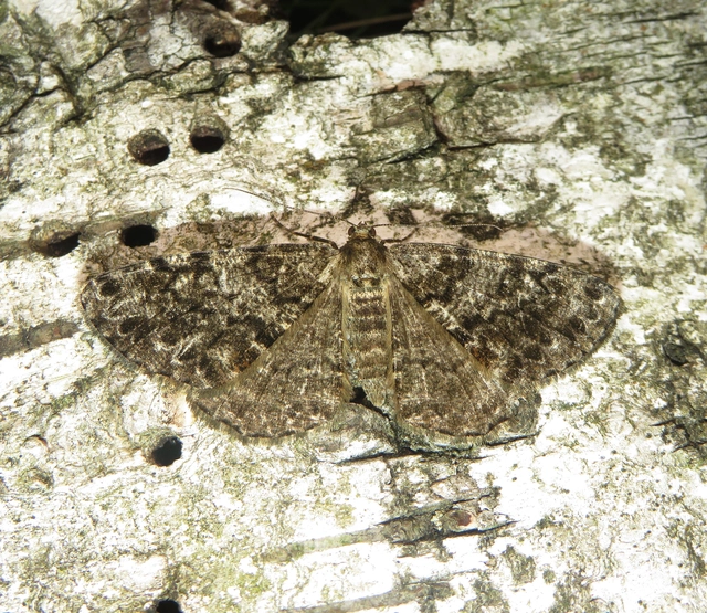 fenyőrágó faaraszoló - Deileptenia ribeata