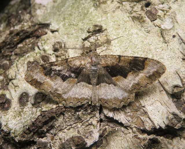 Alcis repandata - foltos faaraszoló