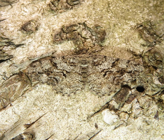 fenyő-faaraszoló - Peribatodes secundaria