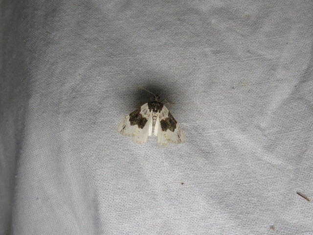 Cosmorhoe ocellata - szemes galajaraszoló