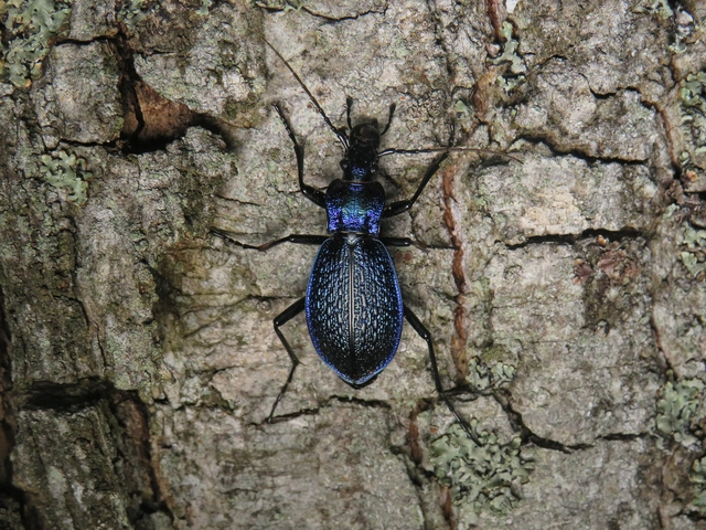 kék laposfutrinka - Carabus intricatus