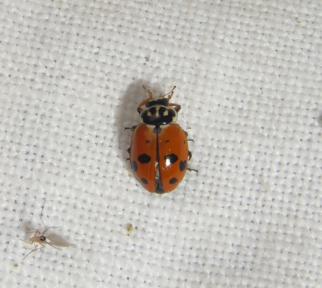 tizenhárompettyes katica - Hippodamia variegata