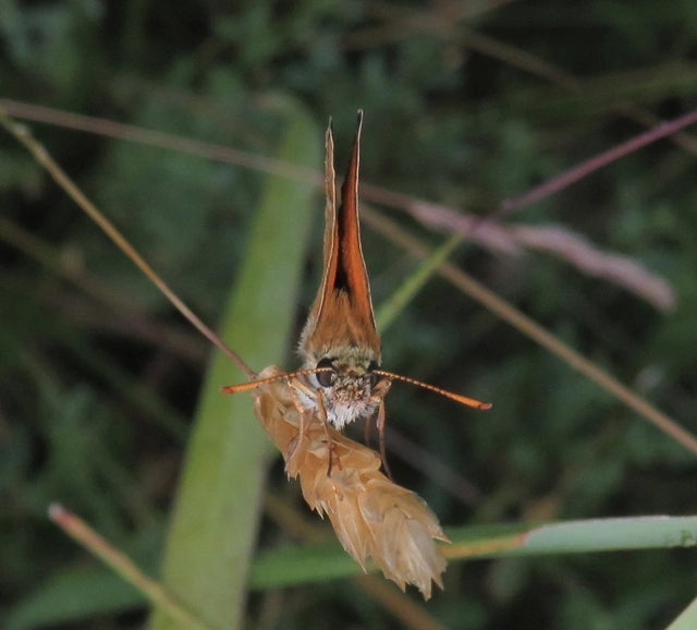 Thymelicus sylvestris - barna busalepke