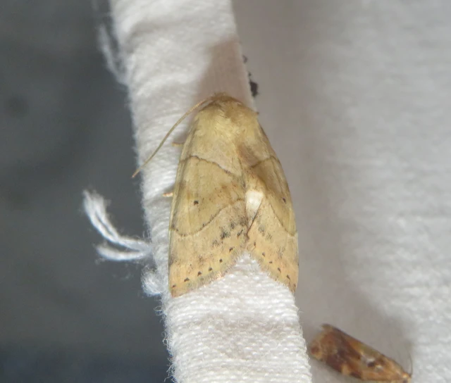Cosmia trapezina - közönséges lombbagoly