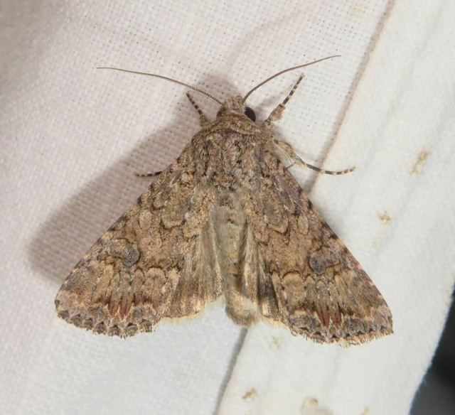 lóherebagoly - Hadula trifolii