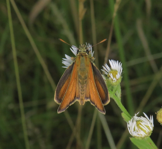 Thymelicus sylvestris - barna busalepke