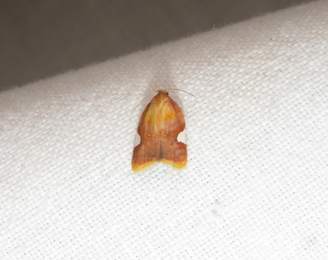 vastagcsápú díszmoly - Carcina quercana