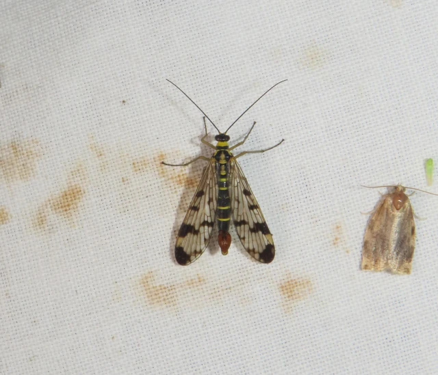 közönséges skorpiólégy - Panorpa communis