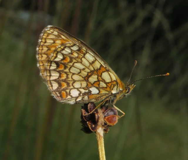 recés tarkalepke - Melitaea aurelia