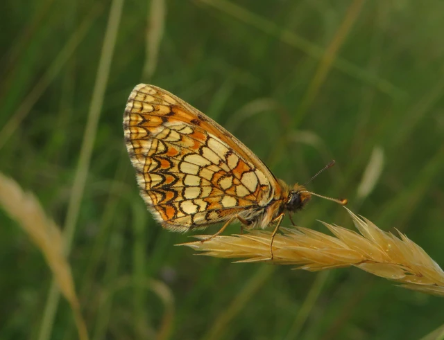 Melitaea aurelia - recés tarkalepke