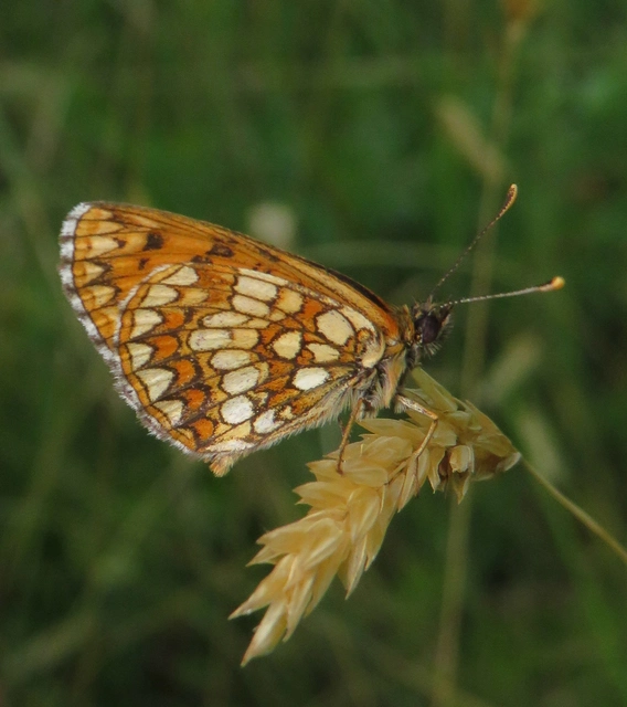 Melitaea britomartis - barnás tarkalepke