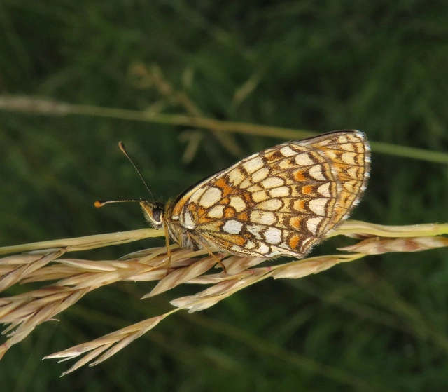 Melitaea britomartis - barnás tarkalepke