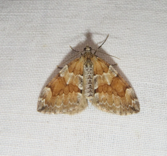 gesztenyeszínű fenyőaraszoló - Thera obeliscata