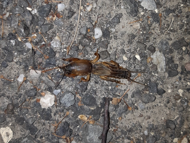 Gryllotalpa