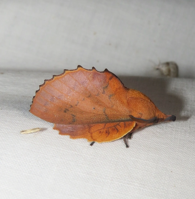tölgylevélpohók - Gastropacha quercifolia