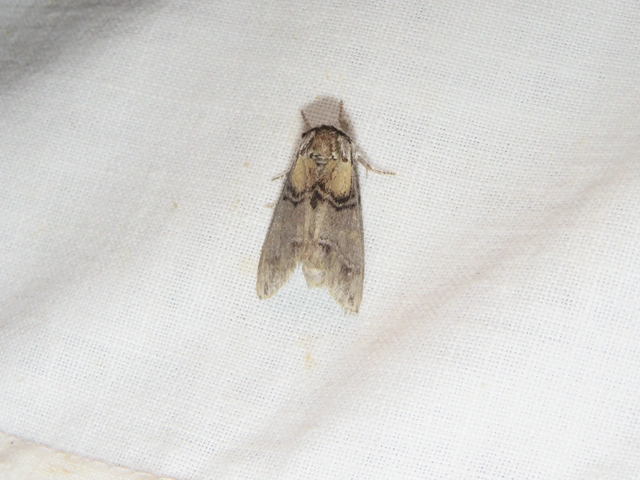 hegyi púposszövő - Drymonia velitaris