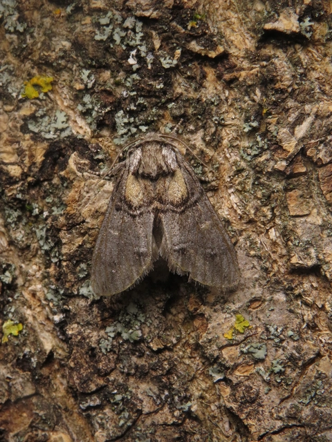 Drymonia velitaris - hegyi púposszövő