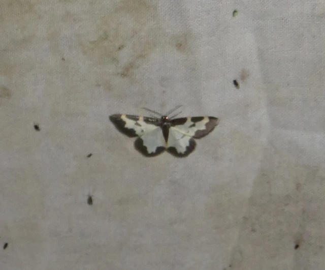 Lomaspilis marginata - szegélyes nyárfaaraszoló