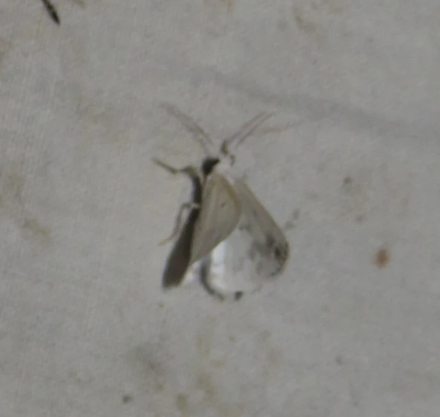 Lomographa temerata - foltos fehéraraszoló