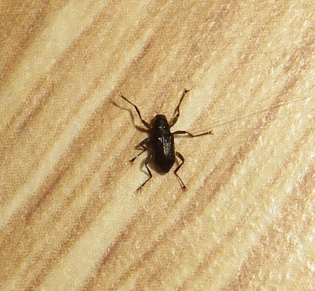 Macronychus quadrituberculatus - négypúpú karmosbogár