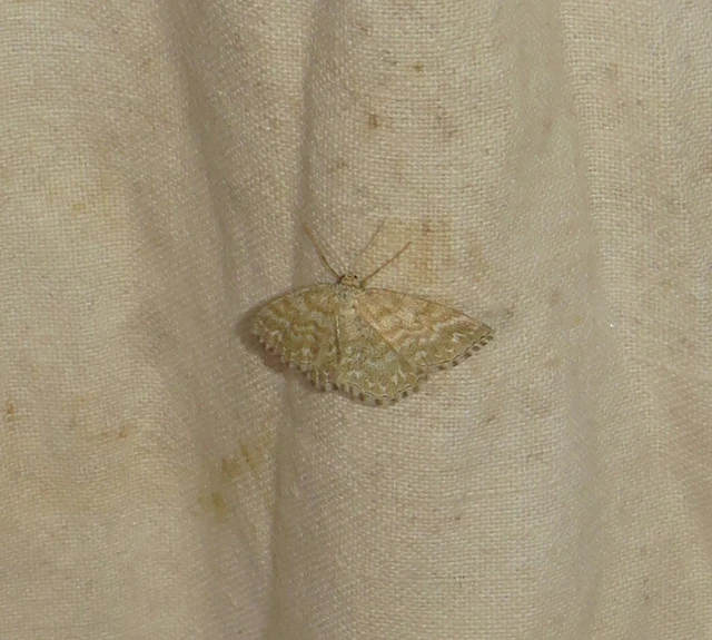 réti sávosaraszoló - Scopula immorata