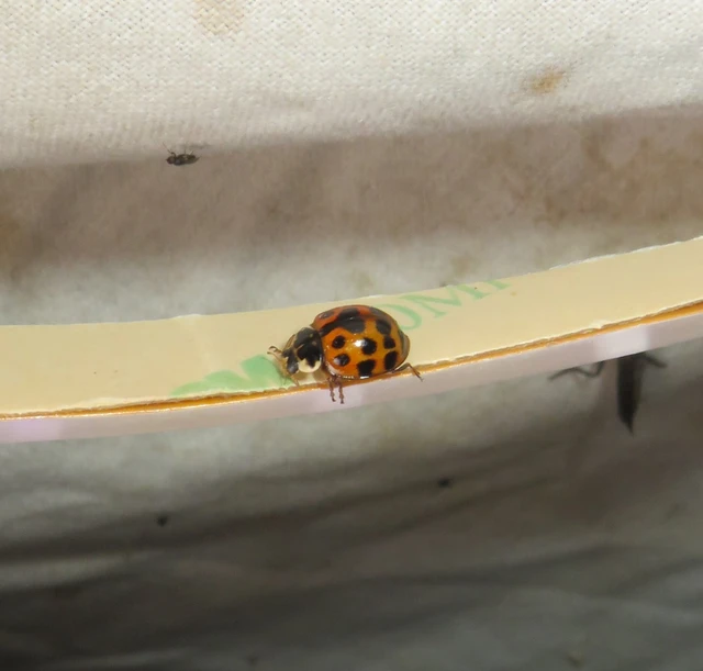 Harmonia axyridis - harlekinkatica